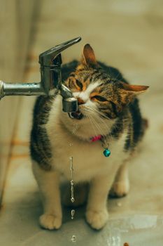 Katze trinkt Wasser
