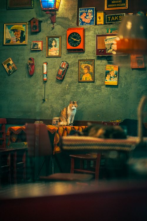 Free Cozy Istanbul cafe with vintage decor and a cat adds warmth and character. Stock Photo
