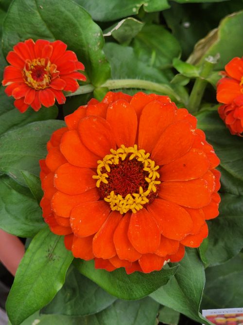 Free Close-up of vibrant orange Zinnia flowers in full bloom with lush green leaves. Stock Photo