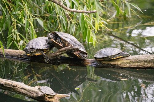 Free Turtles resting on logs in a serene pond surrounded by greenery in Central Park, NYC. Stock Photo