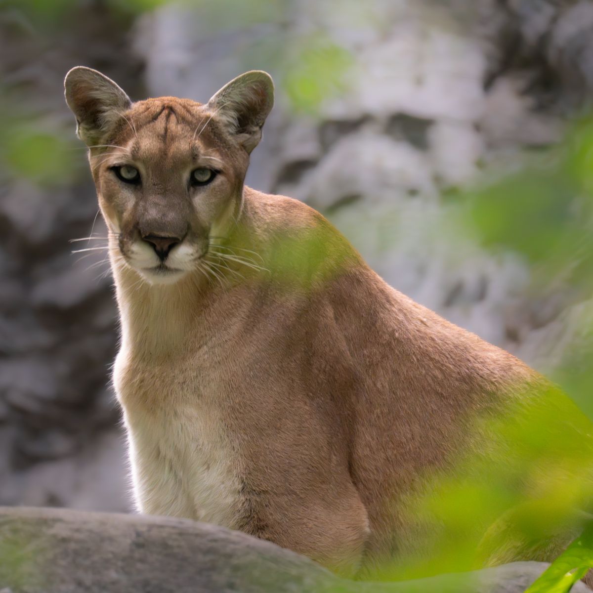 A puma sitting still among green vegetation, looking toward the camera.