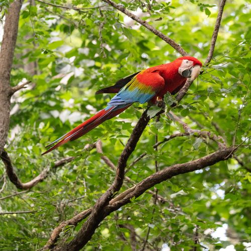 Free Vibrant Scarlet Macaw perched on branches with lush, verdant foliage in Central Park, New York. Stock Photo