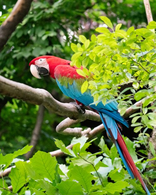 Free Vibrant scarlet macaw perched in a green, leafy setting, showcasing its vivid red, blue, and yellow feathers. Stock Photo