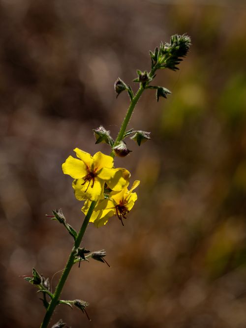 Free Detailed shot of a yellow Verbascum flower with blurred background, highlighting its vivid colors. Stock Photo