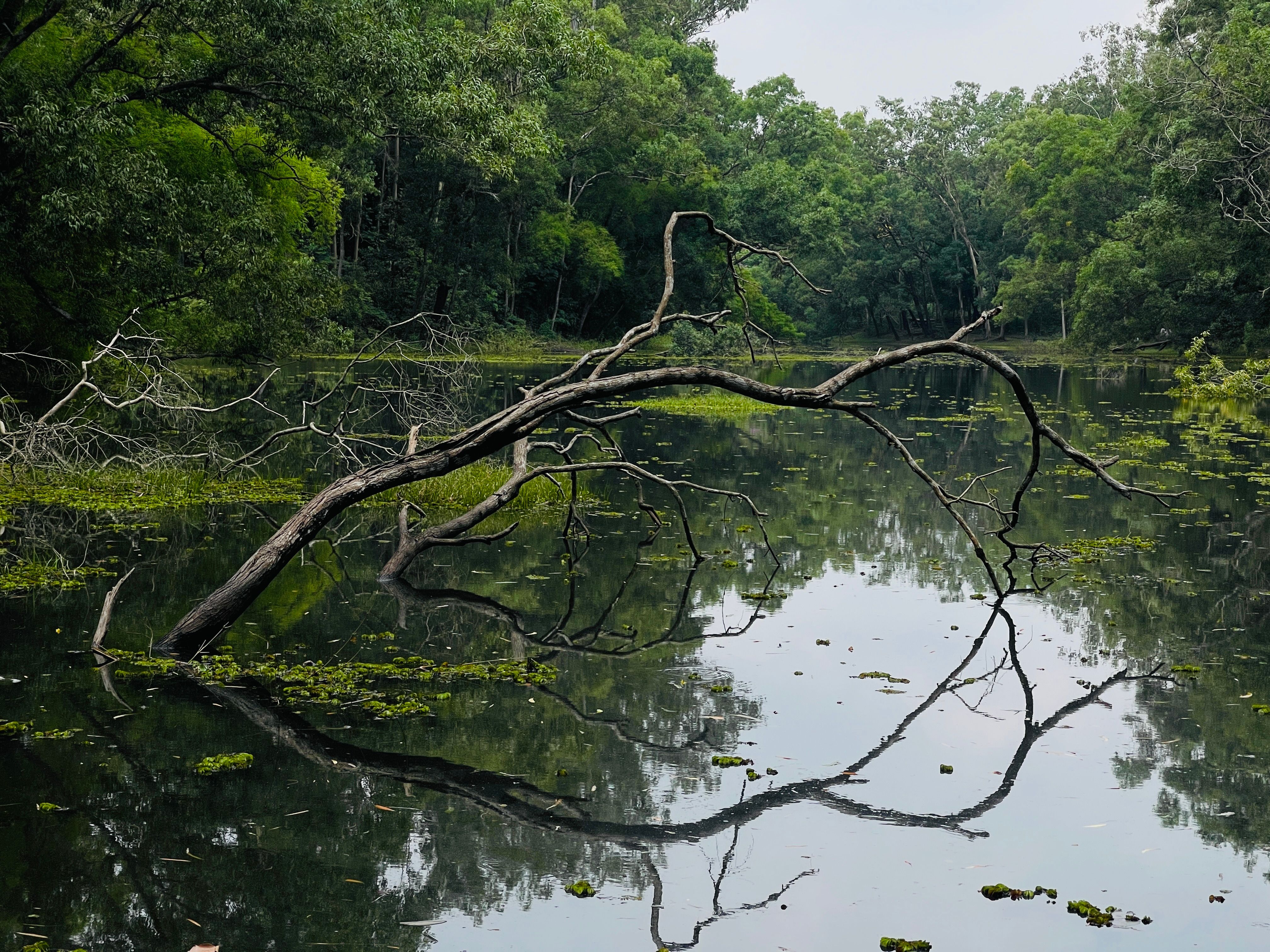 The 'water-saving' effect of vegetation under rising CO₂ may be overestimated