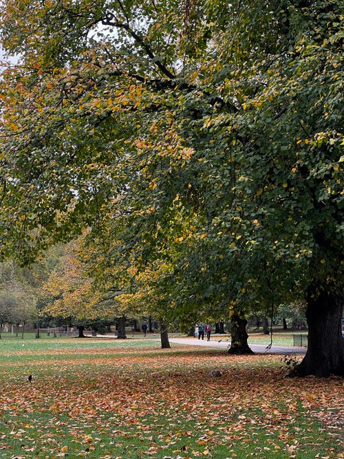 Free Serene autumn scene in Hyde Park, London with fallen leaves and towering trees. Stock Photo
