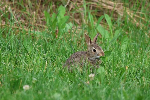 Charming close-up of a rabbit enjoying green grass in Burnsville, Minnesota.