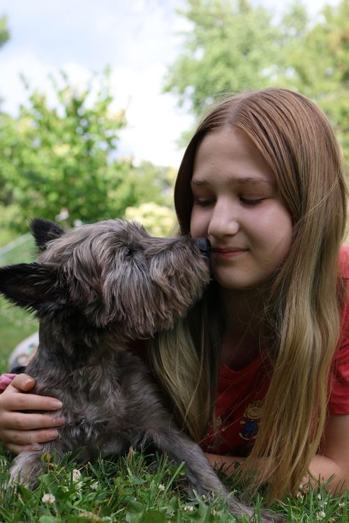 Free A young girl and her Cairn Terrier share a tender moment outdoors in a sunny garden. Stock Photo