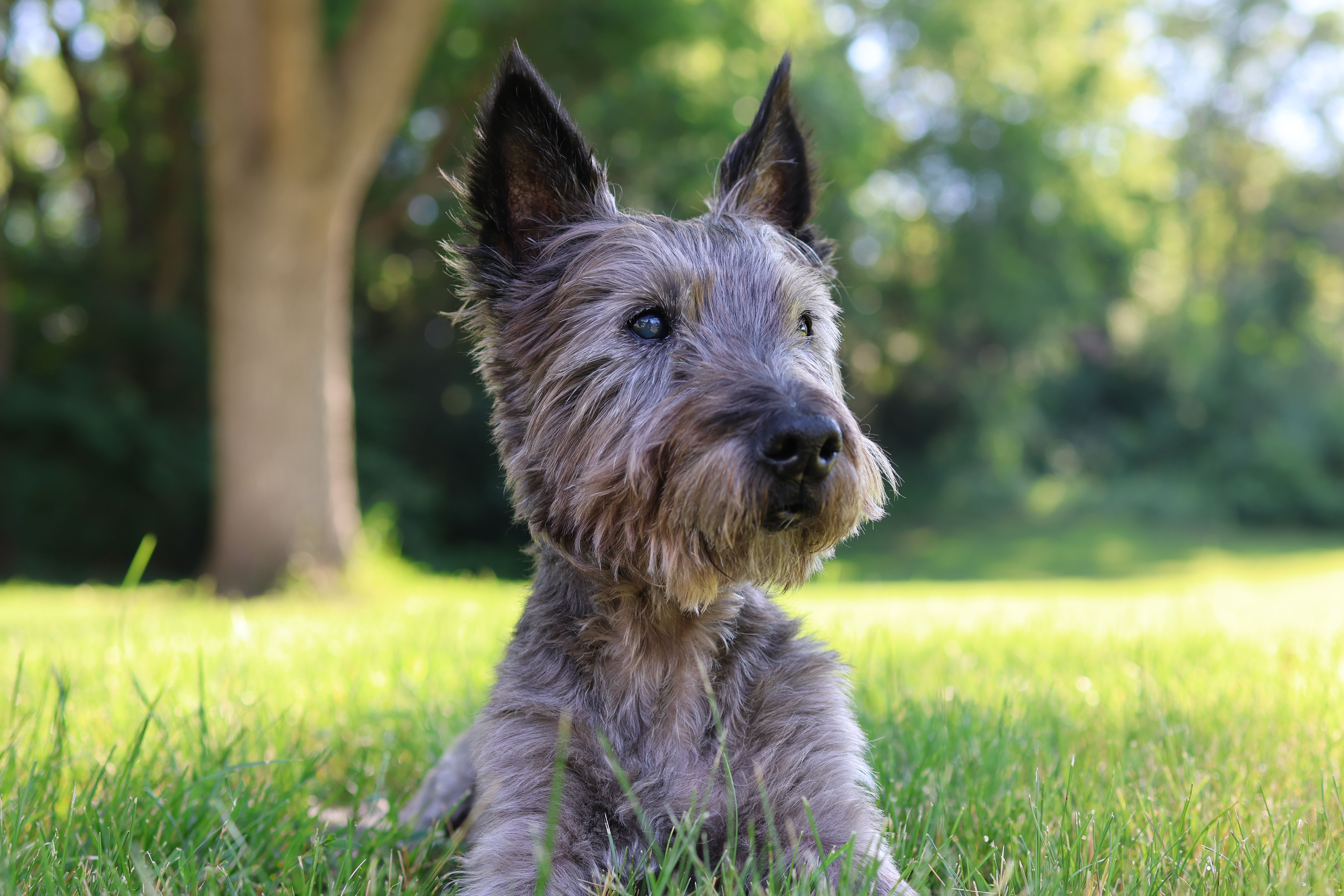 pet insurance pet health coverage — Photo by Jordan Heinz on Pexels