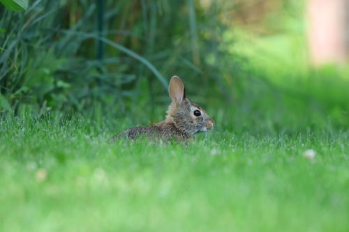 Free Adorable wild rabbit spotted in lush green grass during springtime in Burnsville, Minnesota. Stock Photo