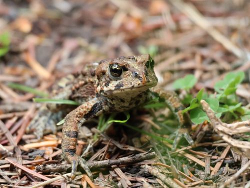 Free Detailed image of a Western Toad in natural forest setting, Quesnel, BC. Stock Photo
