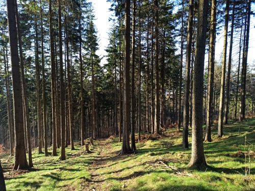 Free Vibrant forest scene on a hiking trail in early spring, Dolnośląskie, Poland. Stock Photo