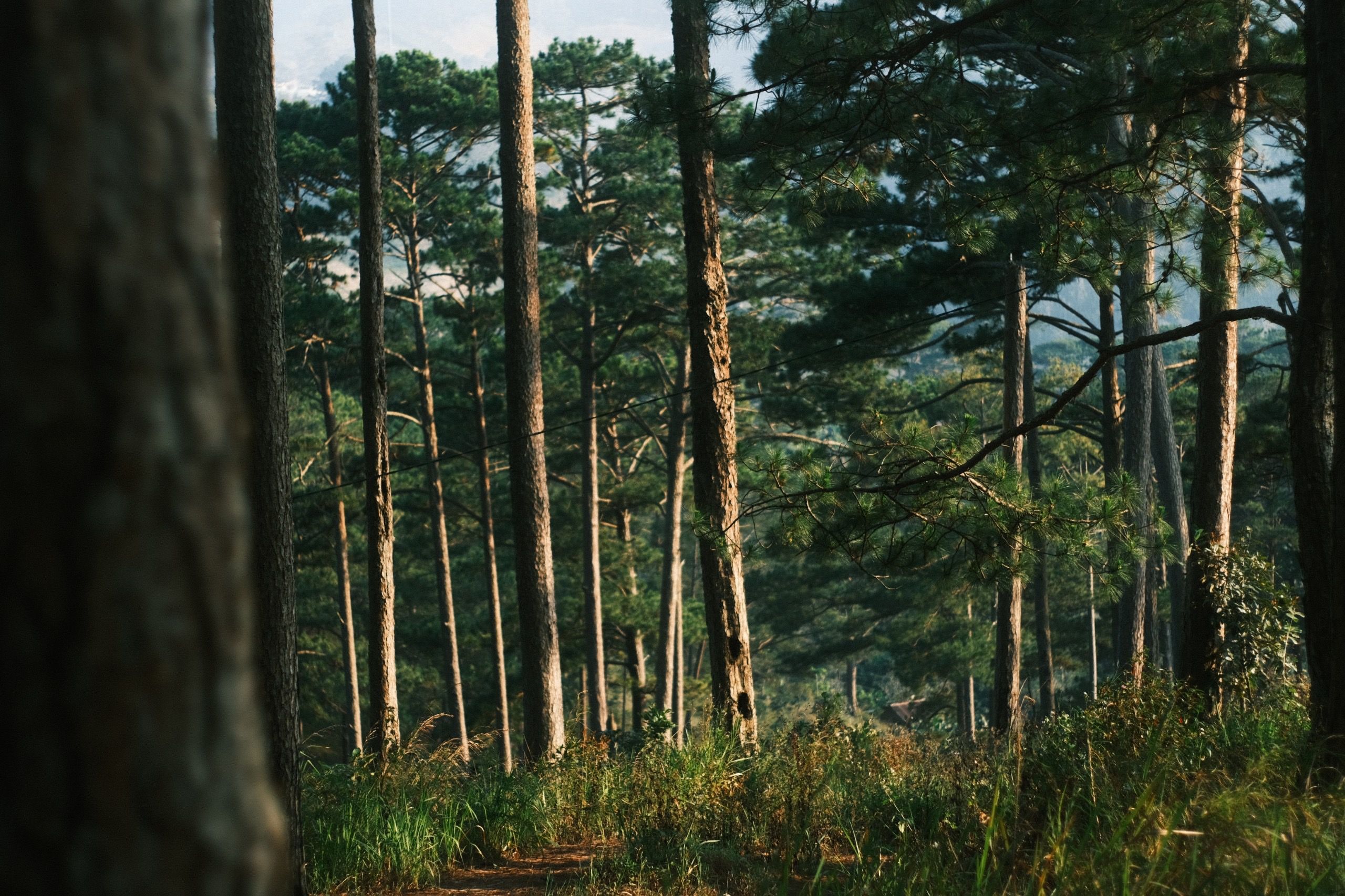 Tall pine trees in a tranquil forest setting viewed during the day.