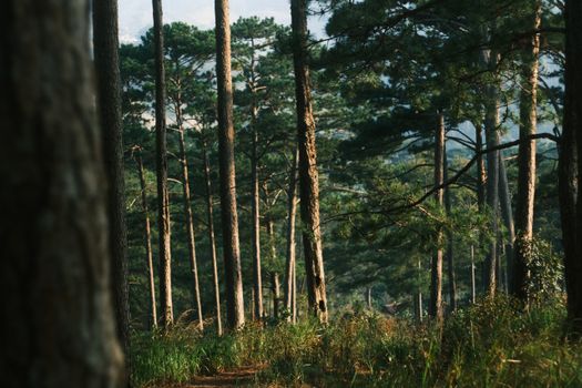 Tall pine trees in a tranquil forest setting viewed during the day.