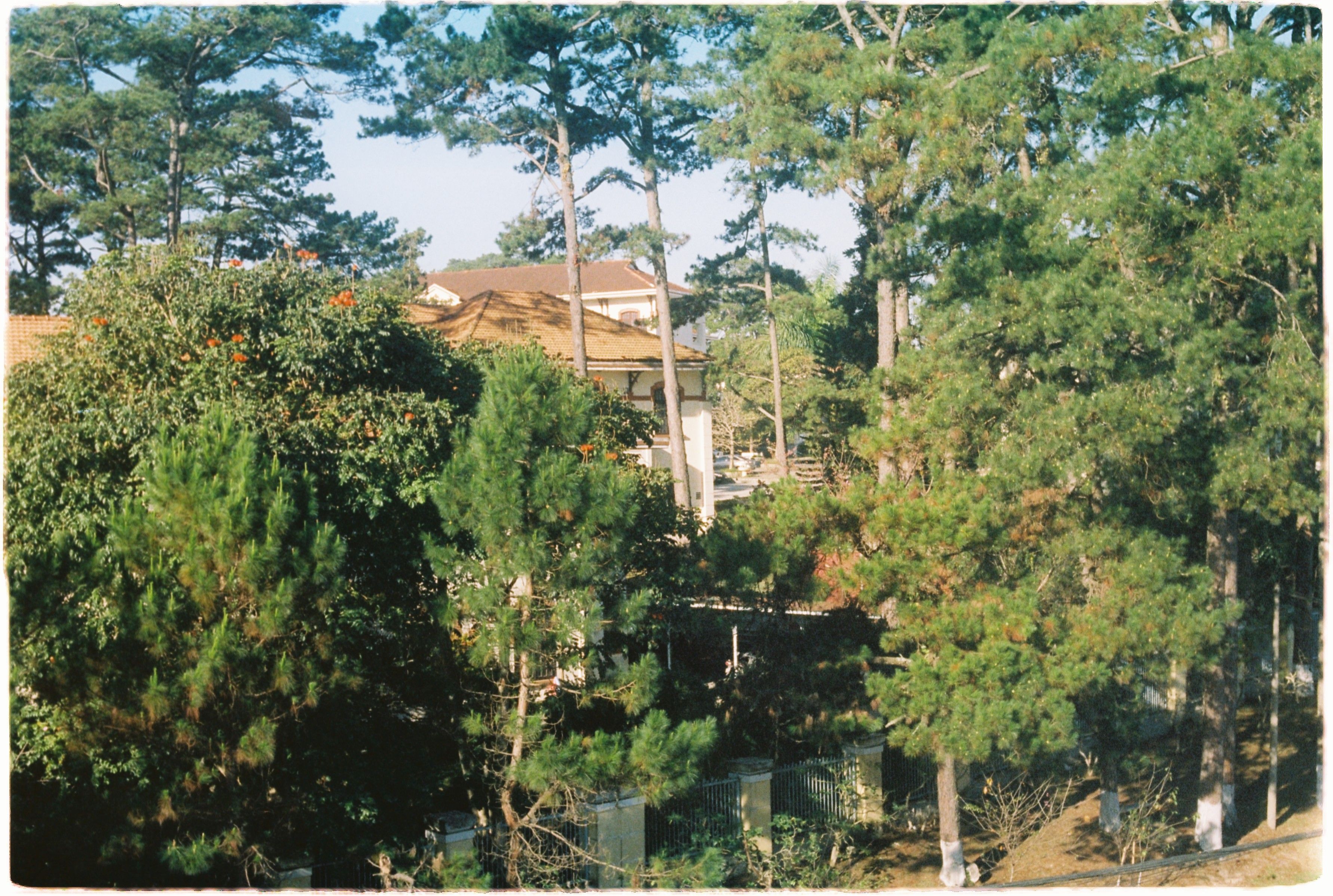 Tall evergreen trees near a residential home — pruning pine trees lower branches in Surrey BC
