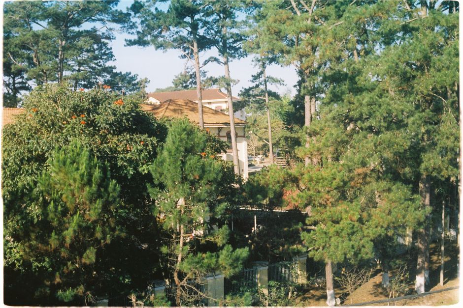 Tall evergreen trees near a residential home — pruning pine trees lower branches in Surrey BC