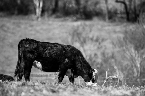 Free A black and white image of a solitary cow grazing in a field, capturing rural life. Stock Photo