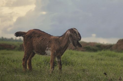 Free A young goat standing in a lush green field against a cloudy sky, showcasing rural life. Stock Photo