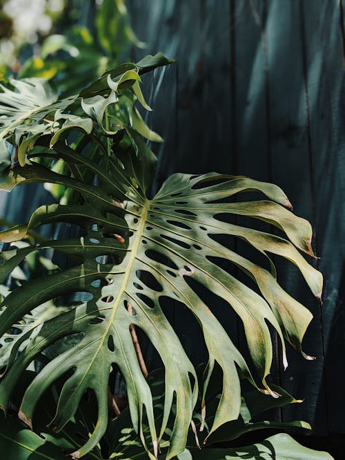 Δωρεάν στοκ φωτογραφιών με background, minimal, monstera deliciosa