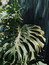 Photo of Green Plant