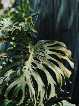 Photo of Green Plant