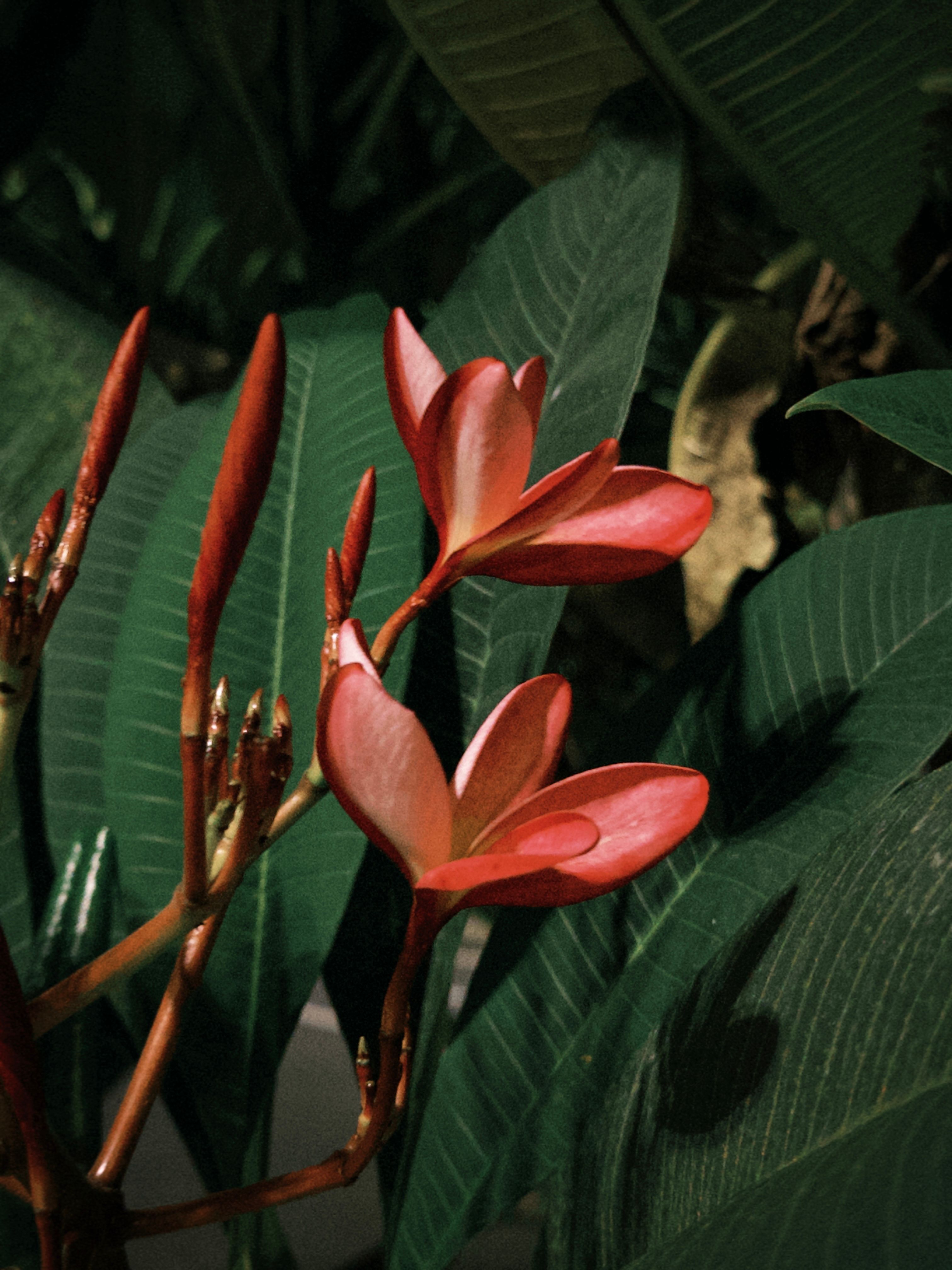 [ColoSach]-captivating-red-plumeria-flowers-stand-out-against-lush-green-foliage-in-guangzhou,-china.