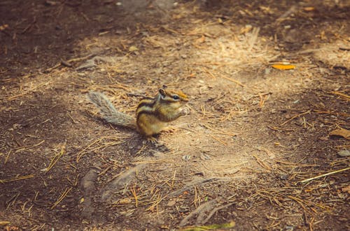 çizgili sincap, doğa, yaz içeren Ücretsiz stok fotoğraf