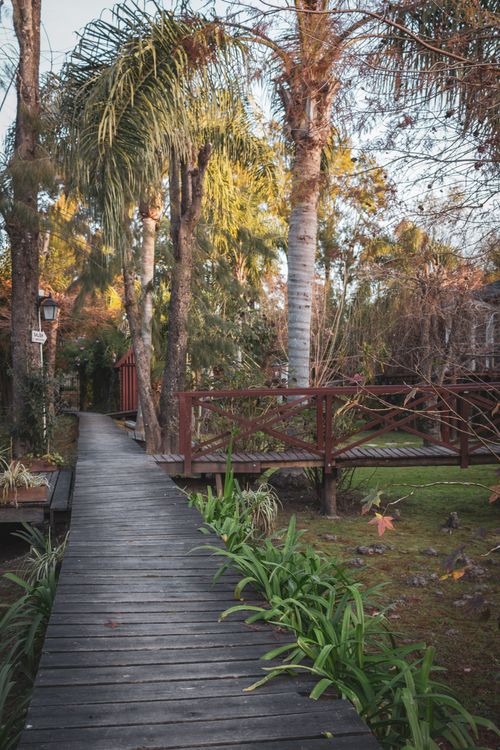 Free A peaceful wooden path through a lush tropical garden with palm trees and plants. Stock Photo