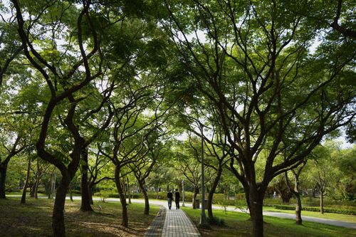 Free Peaceful park pathway under dense green trees in Taipei, Taiwan, offering tranquility and nature escape. Stock Photo
