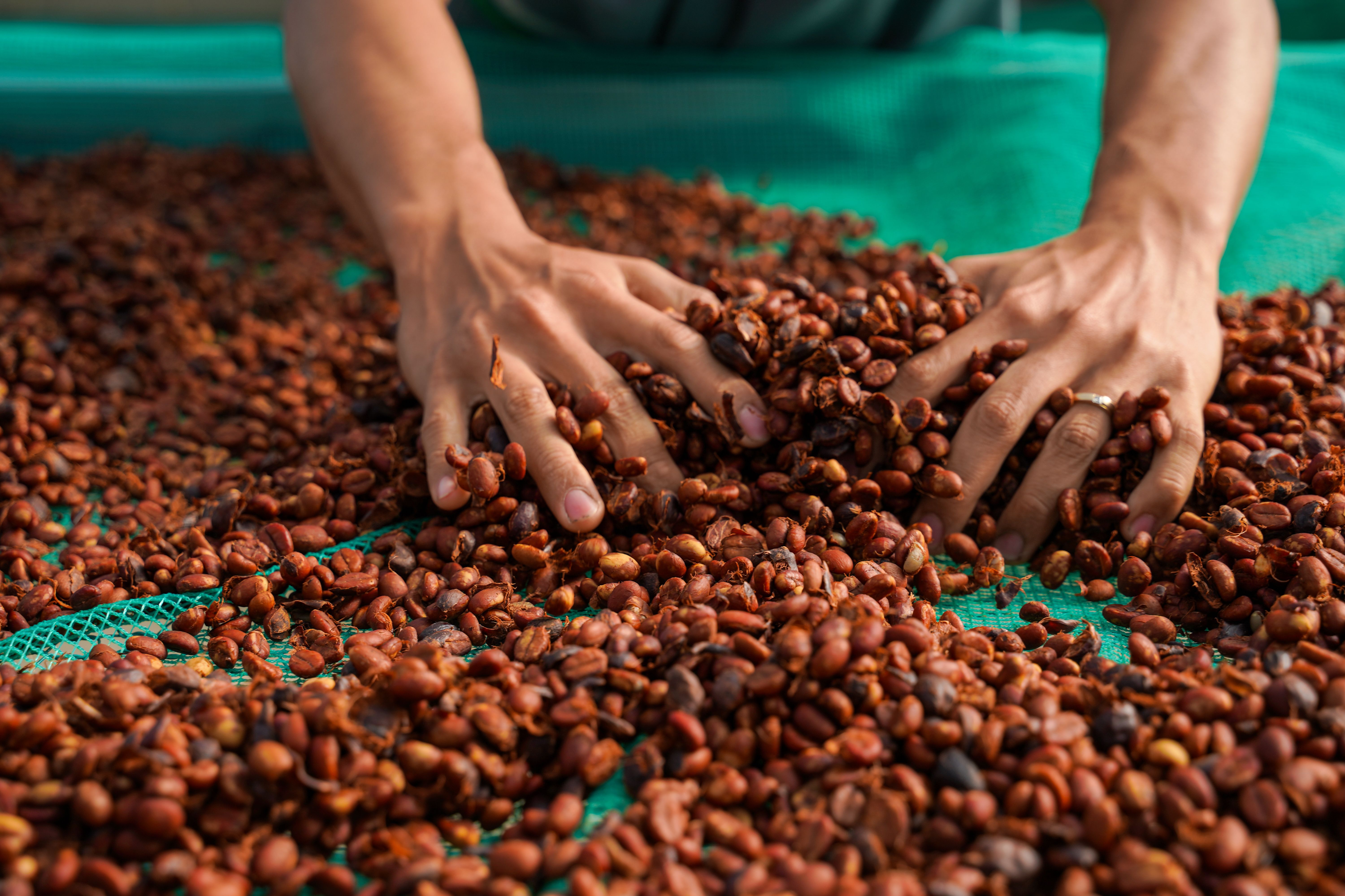 Infused Coffee và cuộc tranh luận lớn nhất của cà phê đặc sản Infused Coffee và cuộc tranh luận lớn nhất của cà phê đặc sản