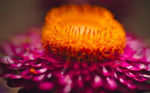 Free Stunning macro shot of a vibrant flower displaying colorful petals and vivid stamens. Stock Photo