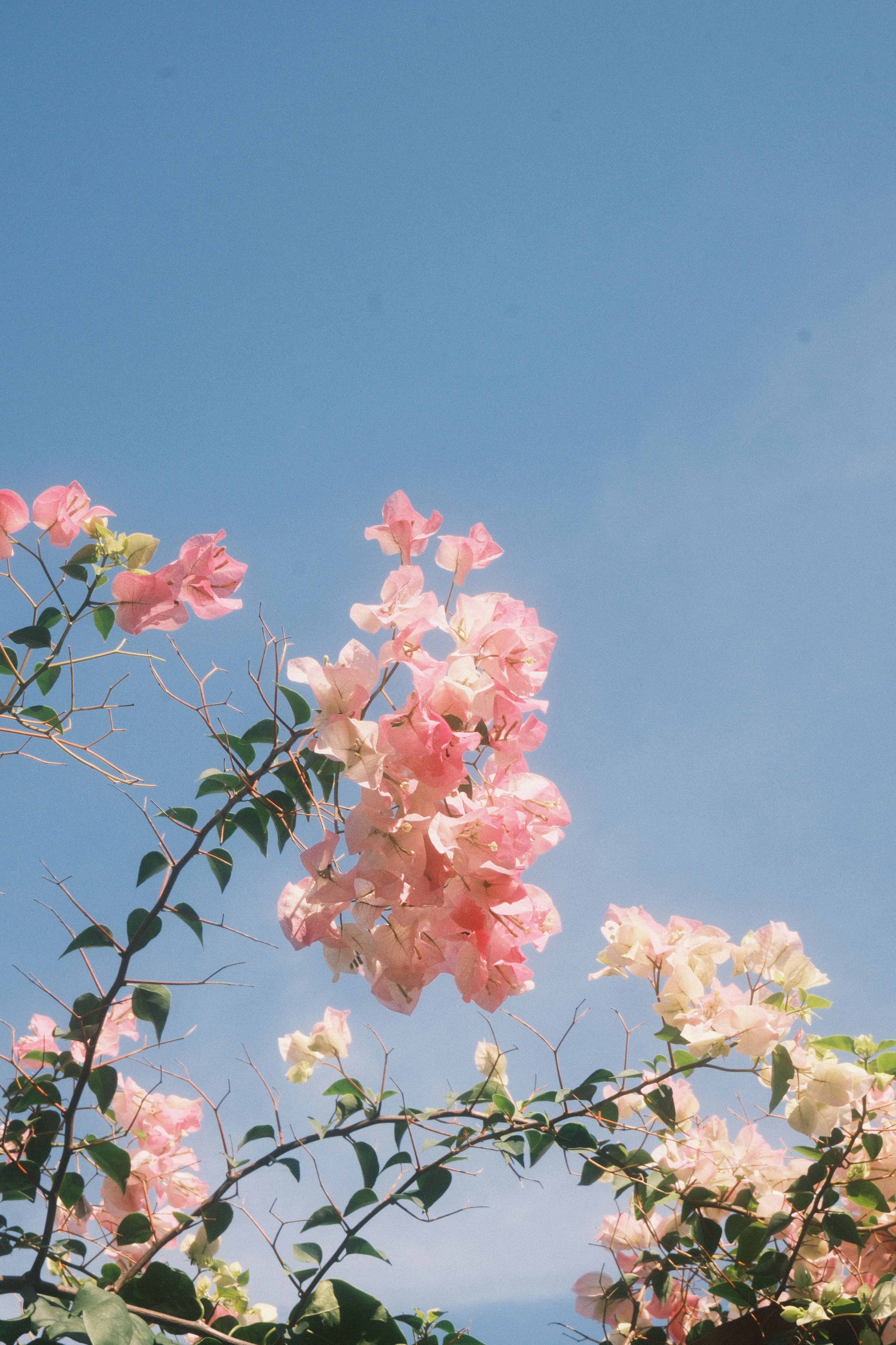[ColoSach]-beautiful-pink-bougainvillea-blooms-with-a-vivid-blue-sky-backdrop-in-phan-thiet,-vietnam.