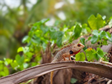 chameleon photo