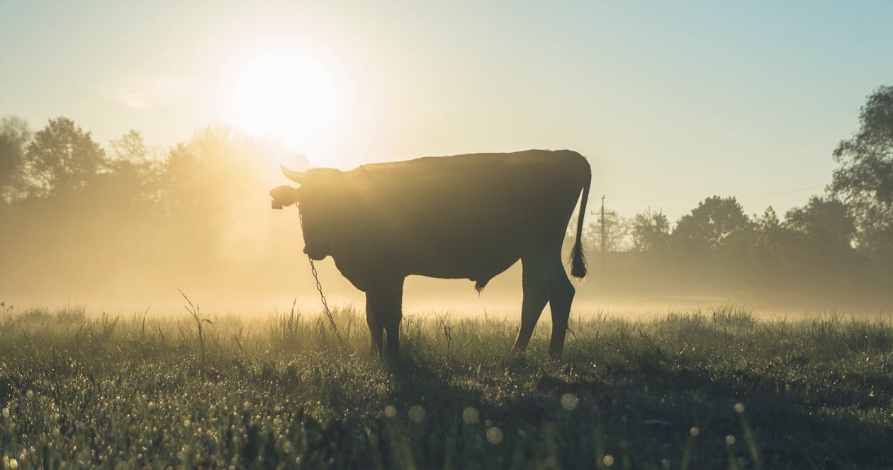 Free Cow Standing on Grass Field Stock Photo