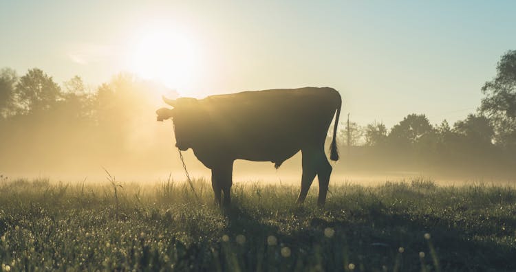 Cow Standing On Grass Field