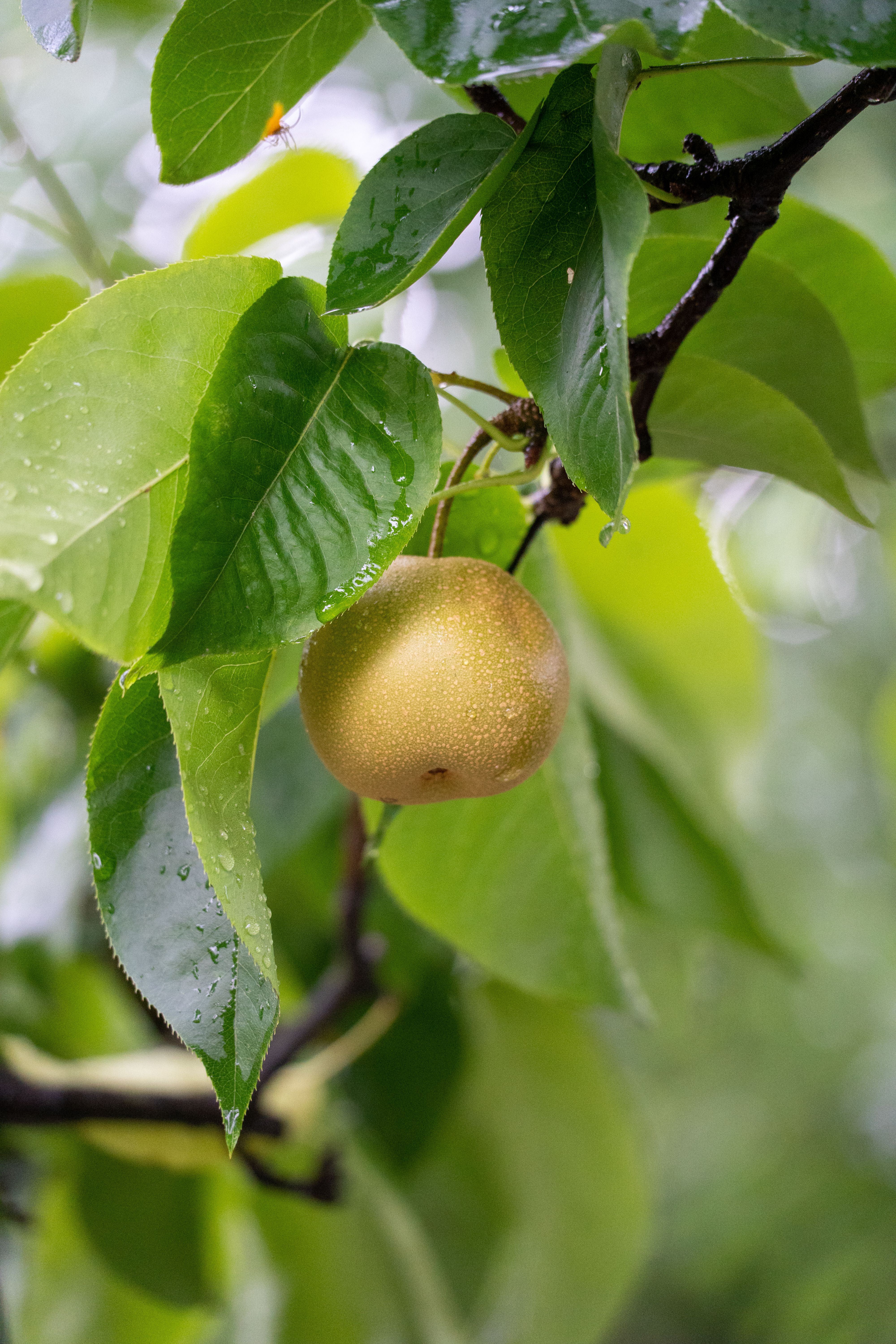 A fresh Asian pear with dewdrops hanging on a lush green tree branch.