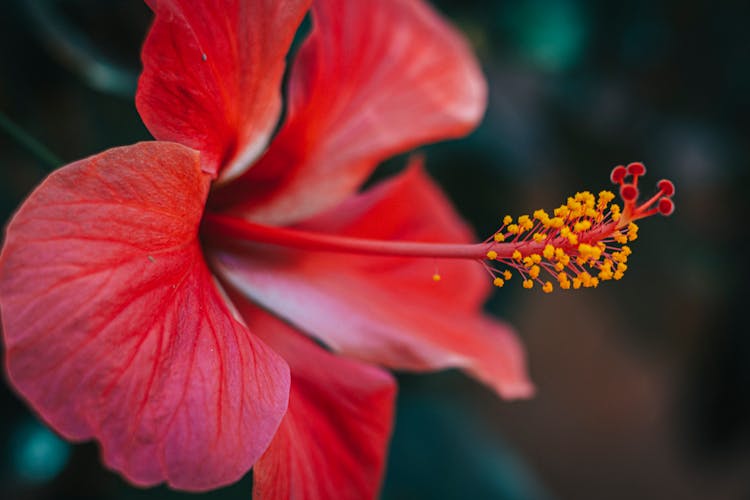 Red Hibiscus In Bloom