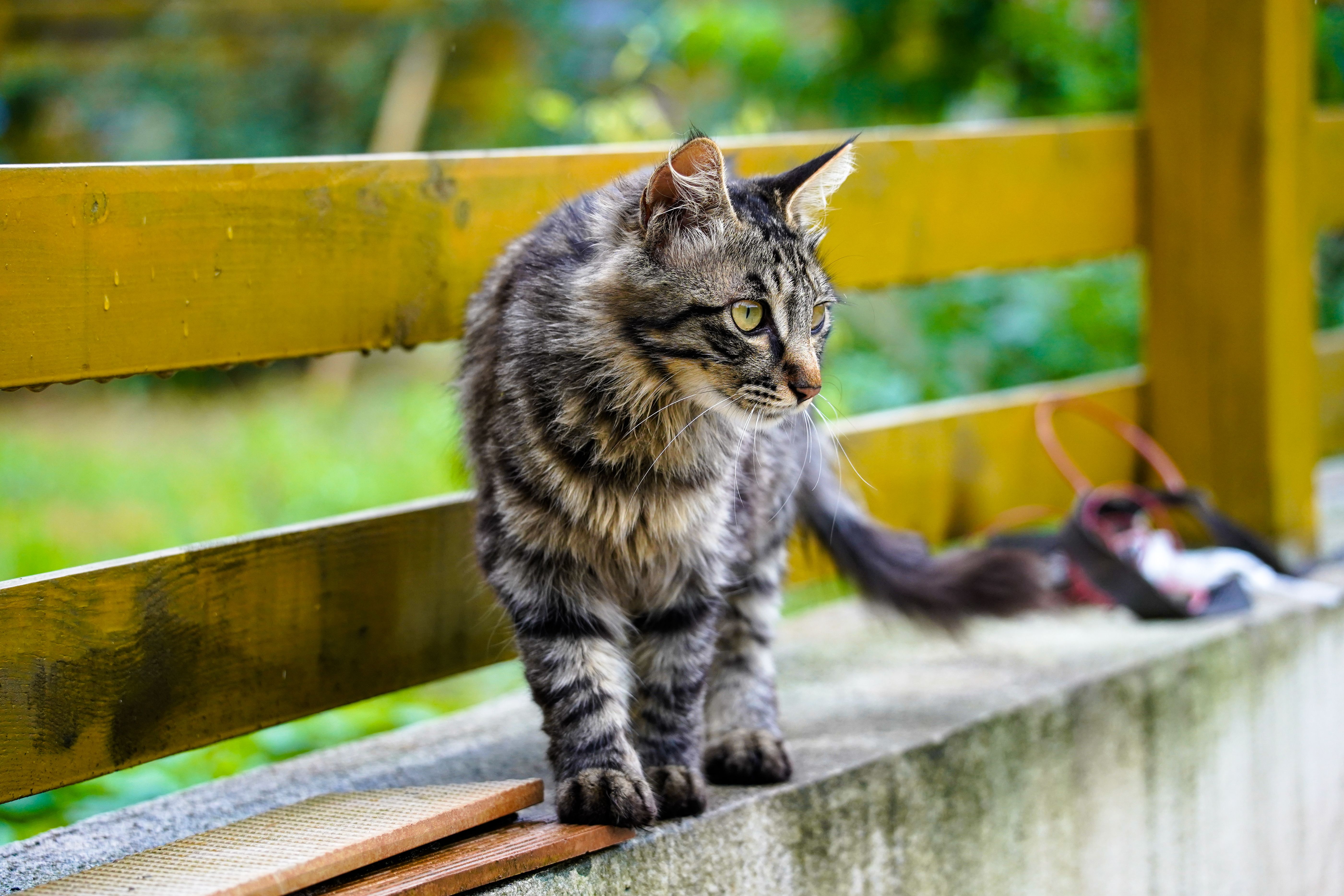 A cat undergoing diagnostic blood testing at a veterinary clinic
