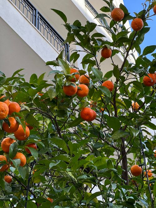 Free A vibrant orange tree full of ripe fruits in Montenegro, captured outdoors with a clear blue sky. Stock Photo