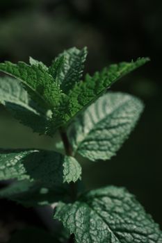 Vibrant mint leaves captured in macro detail with natural sunlight highlighting the fresh green tones.