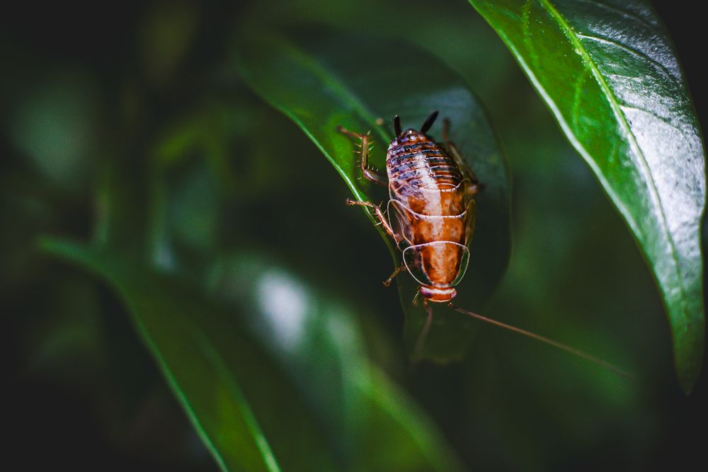 Cockroach on a leaf