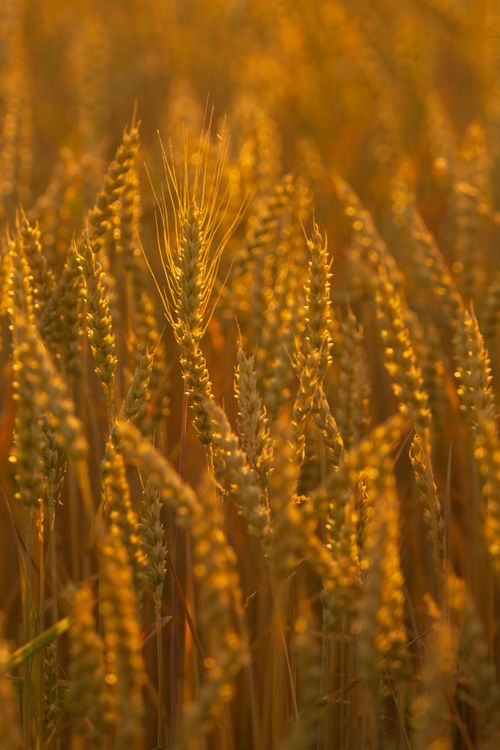 Free Close-up of golden wheat stalks illuminated by sunset light, creating a warm, serene landscape. Stock Photo