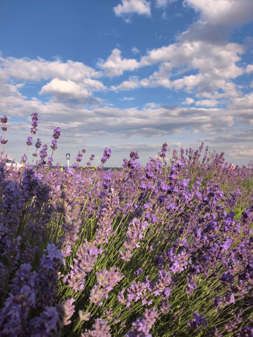 Free A picturesque lavender field with a vivid blue sky and fluffy clouds, captured during a sunny day. Stock Photo