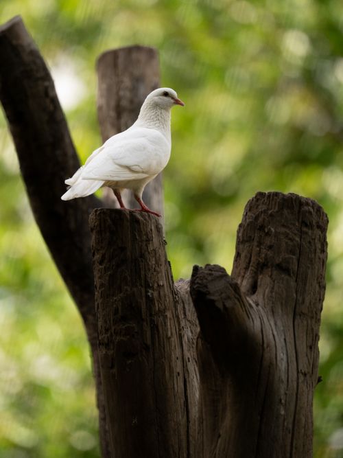 Free Elegant white dove perched on a tree stump with a vivid forest background in New York. Stock Photo
