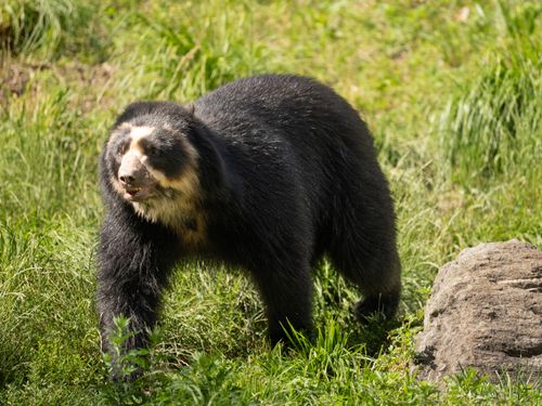 Free A spectacled bear (Tremarctos ornatus) walking in a green grassy landscape at a New York zoo. Stock Photo