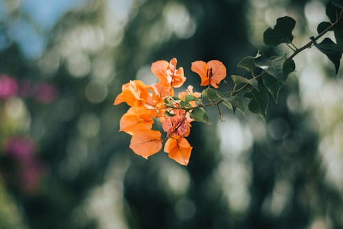 ฟรี คลังภาพถ่ายฟรี ของ bougainvillea ออเรนจ์, กลีบดอก, ก้านดอก คลังภาพถ่าย
