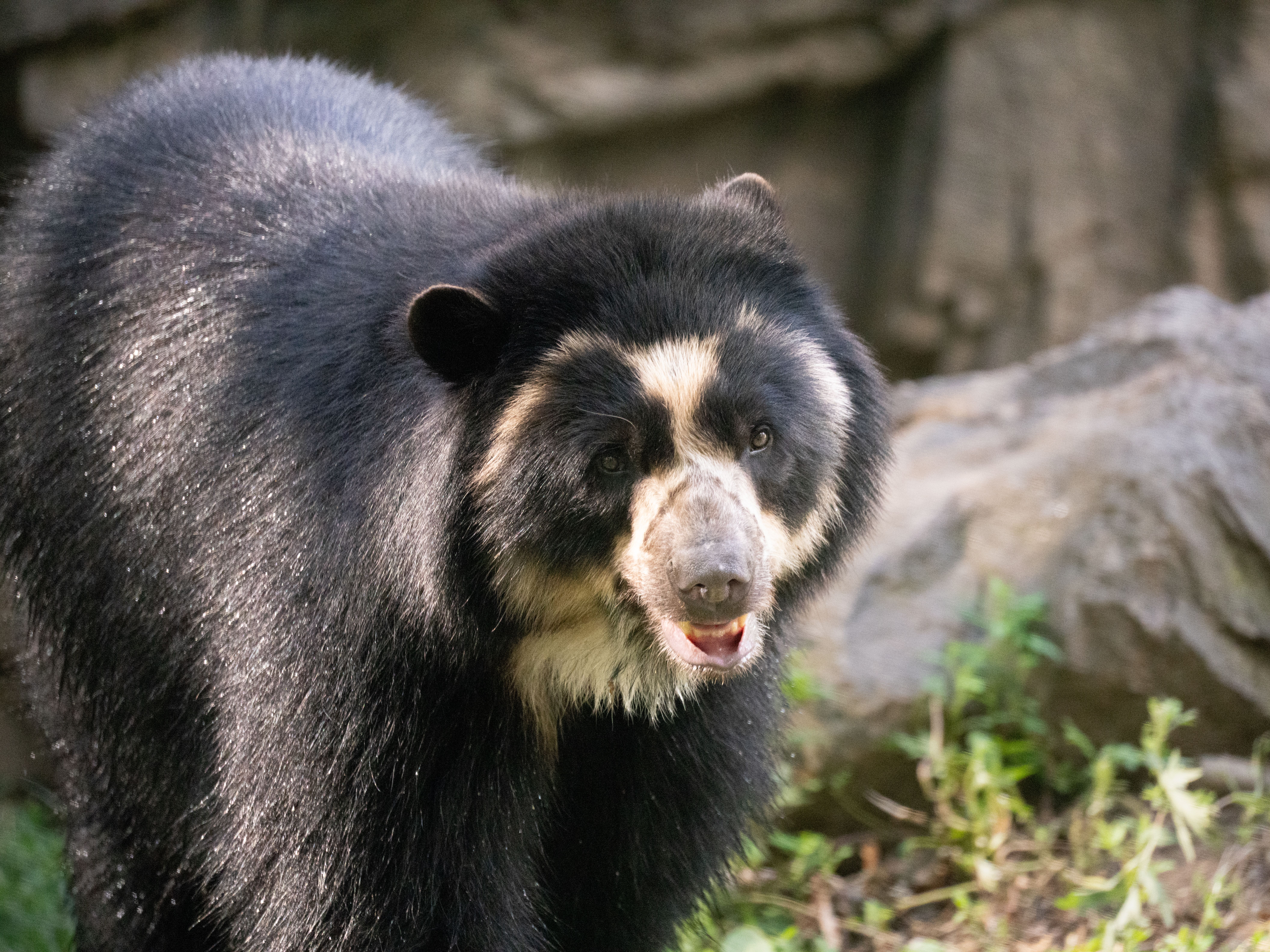 Andean Bear Encounter
