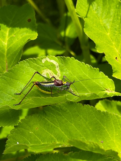 Free Close-up of a katydid on a vibrant green leaf amidst lush vegetation, showcasing nature's detail. Stock Photo