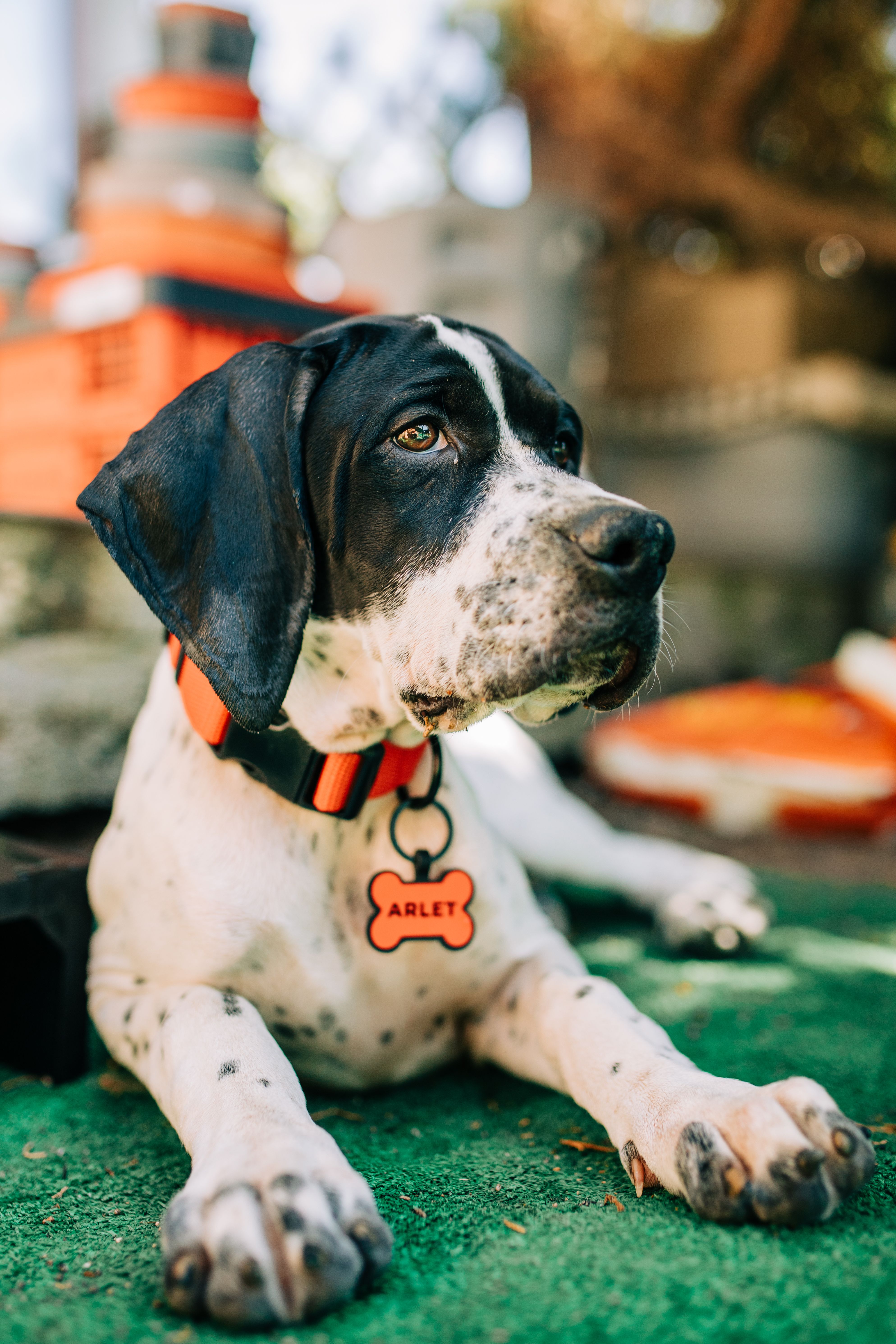 Close-up of a dog wearing a name tag collar