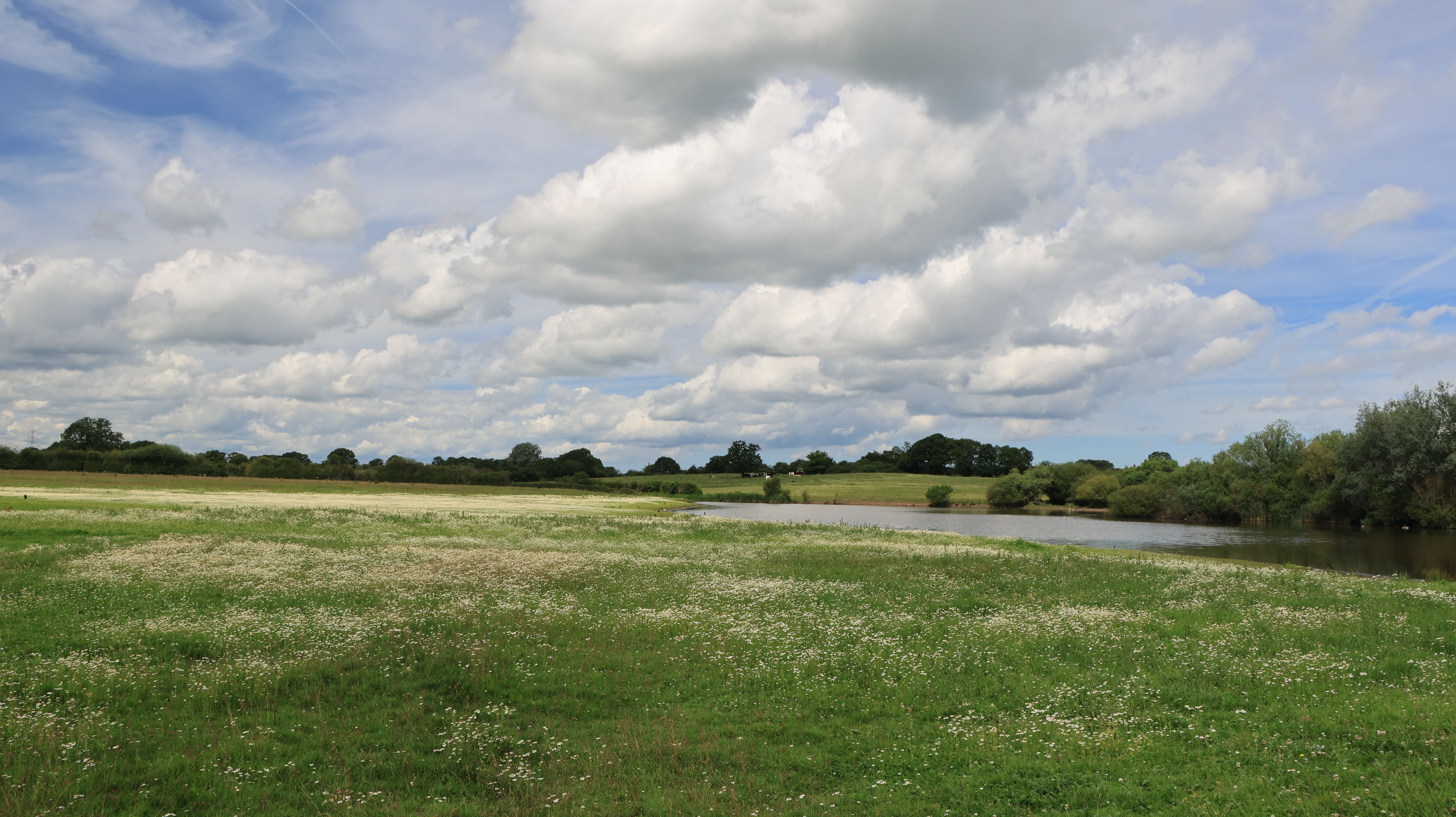 Flowering water meadow beside a slow river under summer cloud — photo by Jan Wright on Pexels
